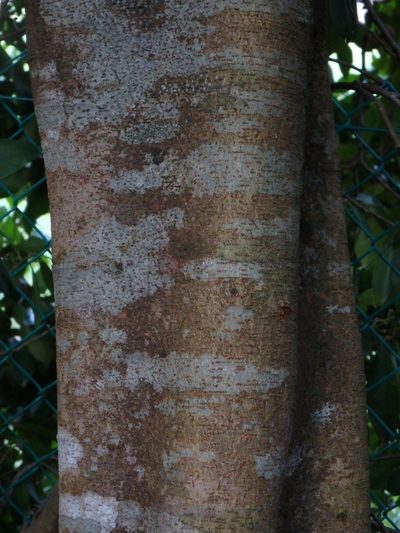 Cynometra ramiflora, photographed by Samuel Lee