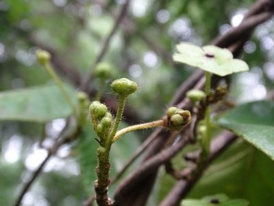 Tutunakanthus gentlei, photographed by Alexis López Hernández