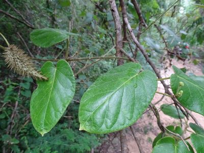 Tutunakanthus gentlei, photographed by Alexis López Hernández