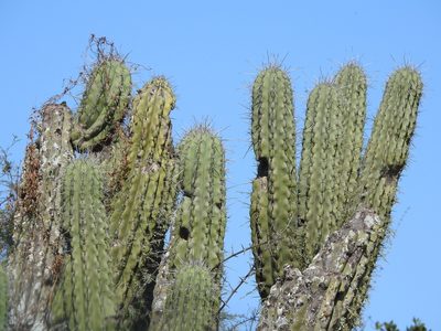 Stetsonia coryne, photographed by Leonel Roget