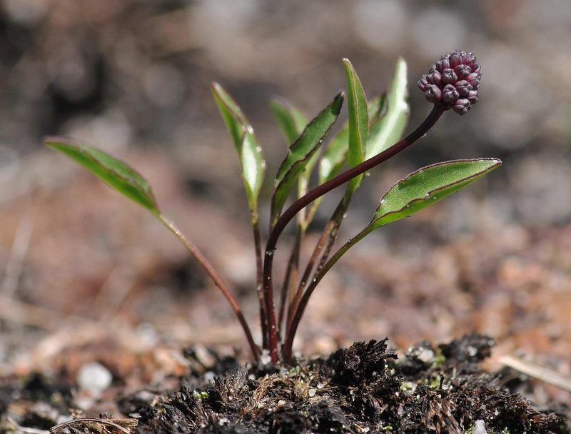 Ledebouria remifolia, photographed by Andrew Hankey
