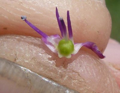 Ledebouria remifolia, photographed by Andrew Hankey