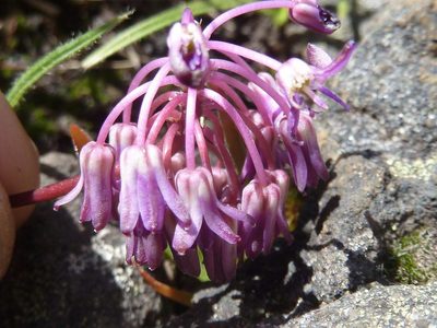 Ledebouria remifolia, photographed by Andrew Hankey