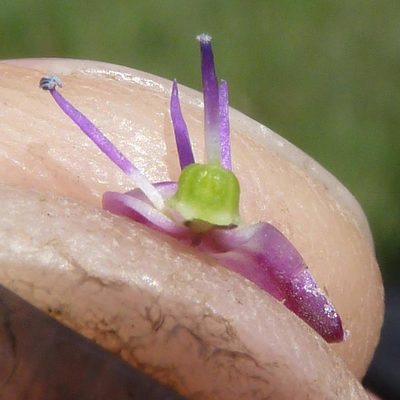 Ledebouria remifolia, photographed by Andrew Hankey