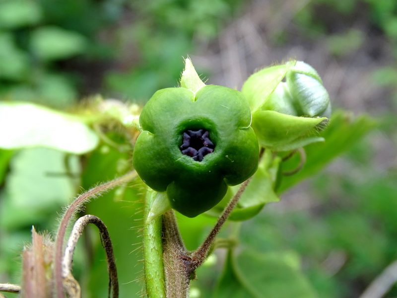 Macroscepis yucatanensis, photographed by Alexis López Hernández