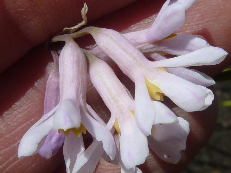 Tulbaghia coddii, photographed by Andrew Hankey