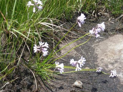 Tulbaghia coddii, photographed by Andrew Hankey