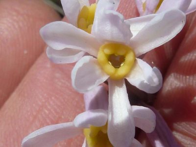 Tulbaghia coddii, photographed by Andrew Hankey