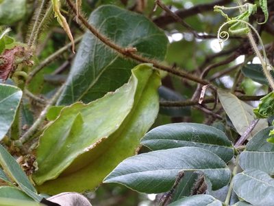 Macroscepis yucatanensis, photographed by Alexis López Hernández