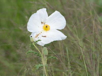 Argemone pleiacantha, photographed by Forest Botial-Jarvis