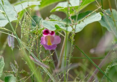 Proboscidea parviflora, photographed by Forest Botial-Jarvis