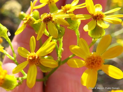 Senecio polyanthemoides, photographed by Peter Warren