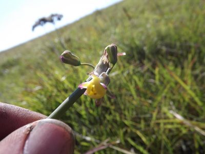 Tulbaghia ludwigiana, photographed by James Deacon