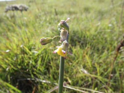 Tulbaghia ludwigiana, photographed by James Deacon