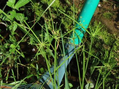 Cyperus haspan, photographed by chiuluan