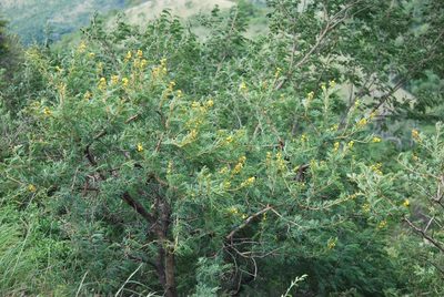 Vachellia natalitia, photographed by Charles Stirton