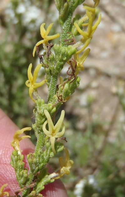 Manulea obovata, photographed by Nicola van Berkel