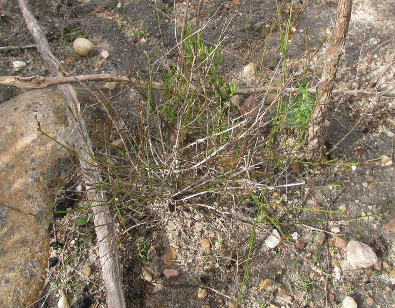 Muraltia pauciflora, photographed by douglaseustonbrown