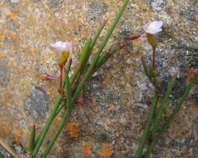 Muraltia pauciflora, photographed by douglaseustonbrown