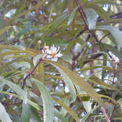 Ixerba brexioides, photographed by Stephen Thorpe