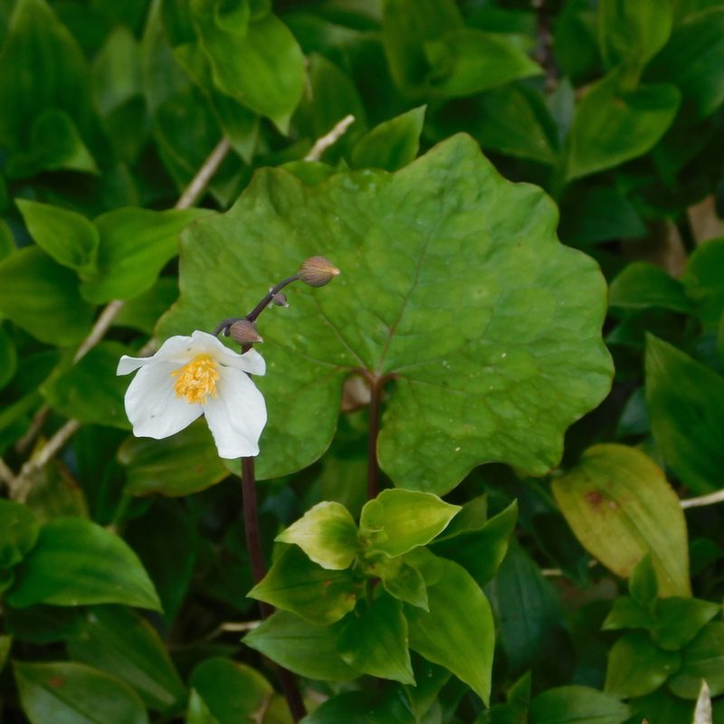 Eomecon chionantha, photographed by Stephen Thorpe