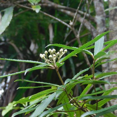 Ixerba brexioides, photographed by Stephen Thorpe