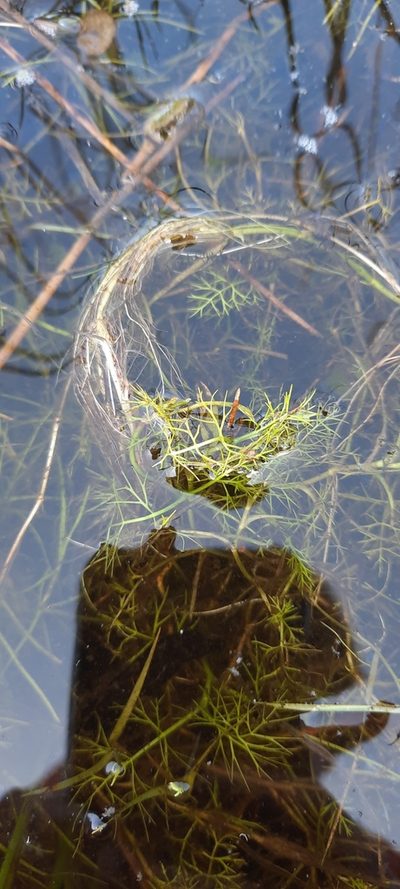 Helosciadium inundatum, photographed by purperlibel