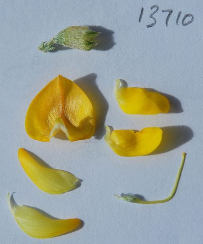 Aspalathus macrocarpa, photographed by Charles Stirton