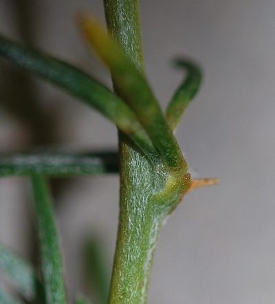 Aspalathus macrocarpa, photographed by Charles Stirton