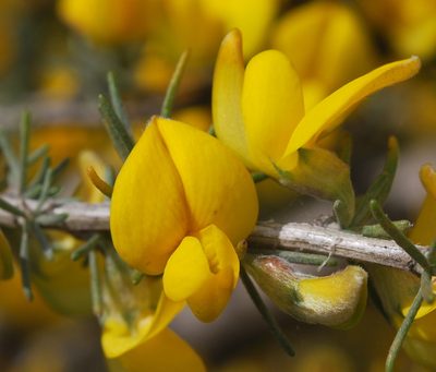 Aspalathus macrocarpa, photographed by Charles Stirton