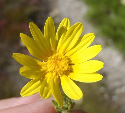 Ursinia trifida, photographed by Nicola van Berkel