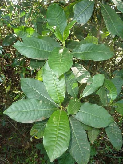 Psychotria zombamontana, photographed by Andrew Hankey