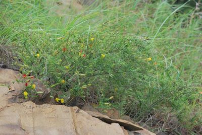 Pearsonia aristata, photographed by Charles Stirton