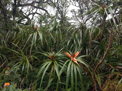 Freycinetia arborea, photographed by Kevin Faccenda