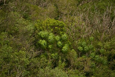 Dracaena halapepe, photographed by Kevin Faccenda