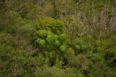 Dracaena halapepe, photographed by Kevin Faccenda