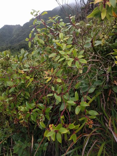 Metrosideros tremuloides, photographed by Kevin Faccenda