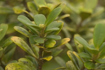 Myrsine sandwicensis, photographed by Kevin Faccenda