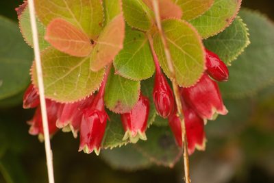Vaccinium dentatum, photographed by Kevin Faccenda