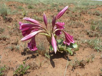 Crinum graminicola, photographed by Andrew Hankey