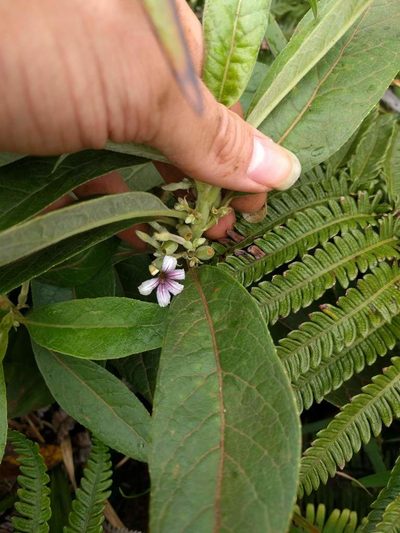 Scaevola mollis, photographed by Kevin Faccenda