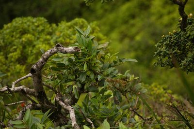 Polyscias oahuensis, photographed by Kevin Faccenda