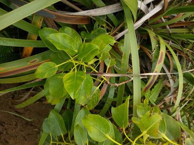 Metrosideros macropus, photographed by Kevin Faccenda