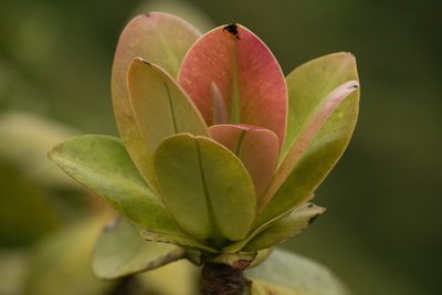 Myrsine pukooensis, photographed by Kevin Faccenda