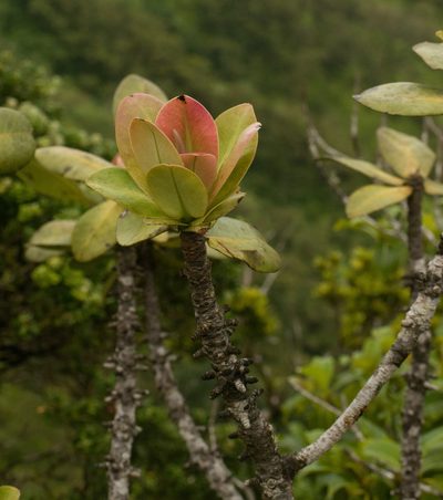 Myrsine pukooensis, photographed by Kevin Faccenda