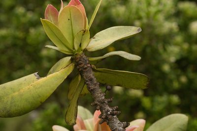 Myrsine pukooensis, photographed by Kevin Faccenda