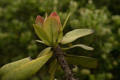 Myrsine pukooensis, photographed by Kevin Faccenda