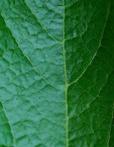 Rhynchosia woodii, photographed by Charles Stirton