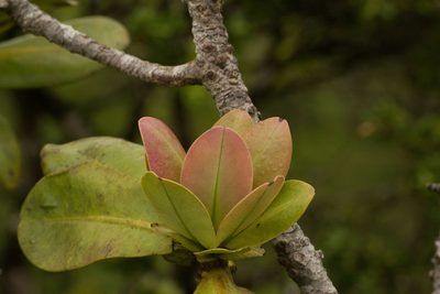 Myrsine pukooensis, photographed by Kevin Faccenda