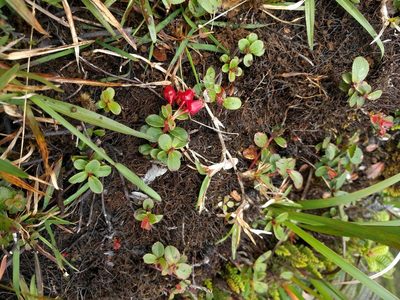 Vaccinium dentatum, photographed by Kevin Faccenda